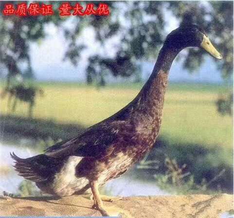 沭阳县金定鸭苗 