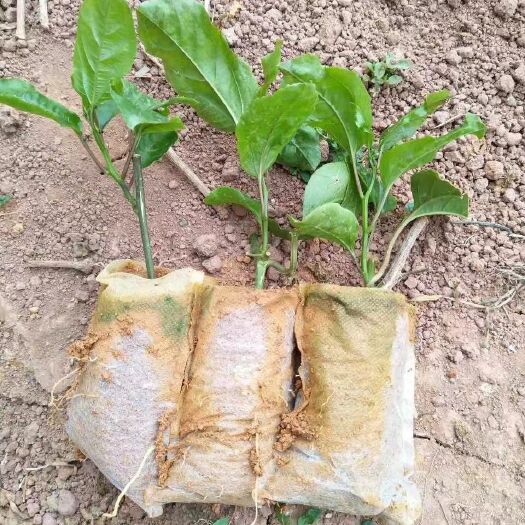 灵山县芭乐味百香果苗 