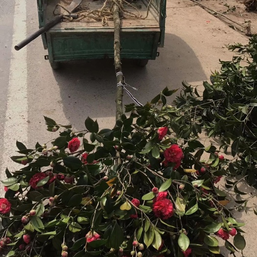 咸宁茶花树 10cm以下