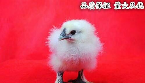 沭阳县乌鸡苗 