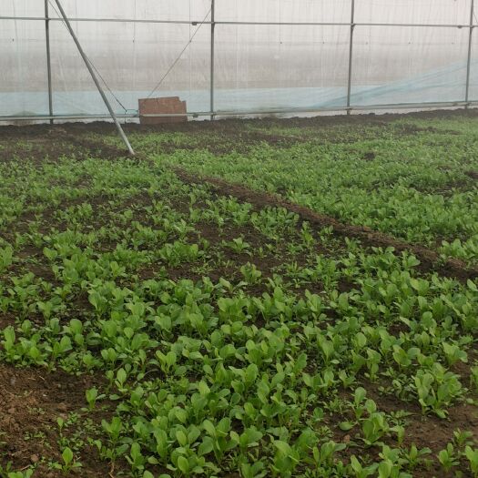 正定县北方小油菜 1两以下 