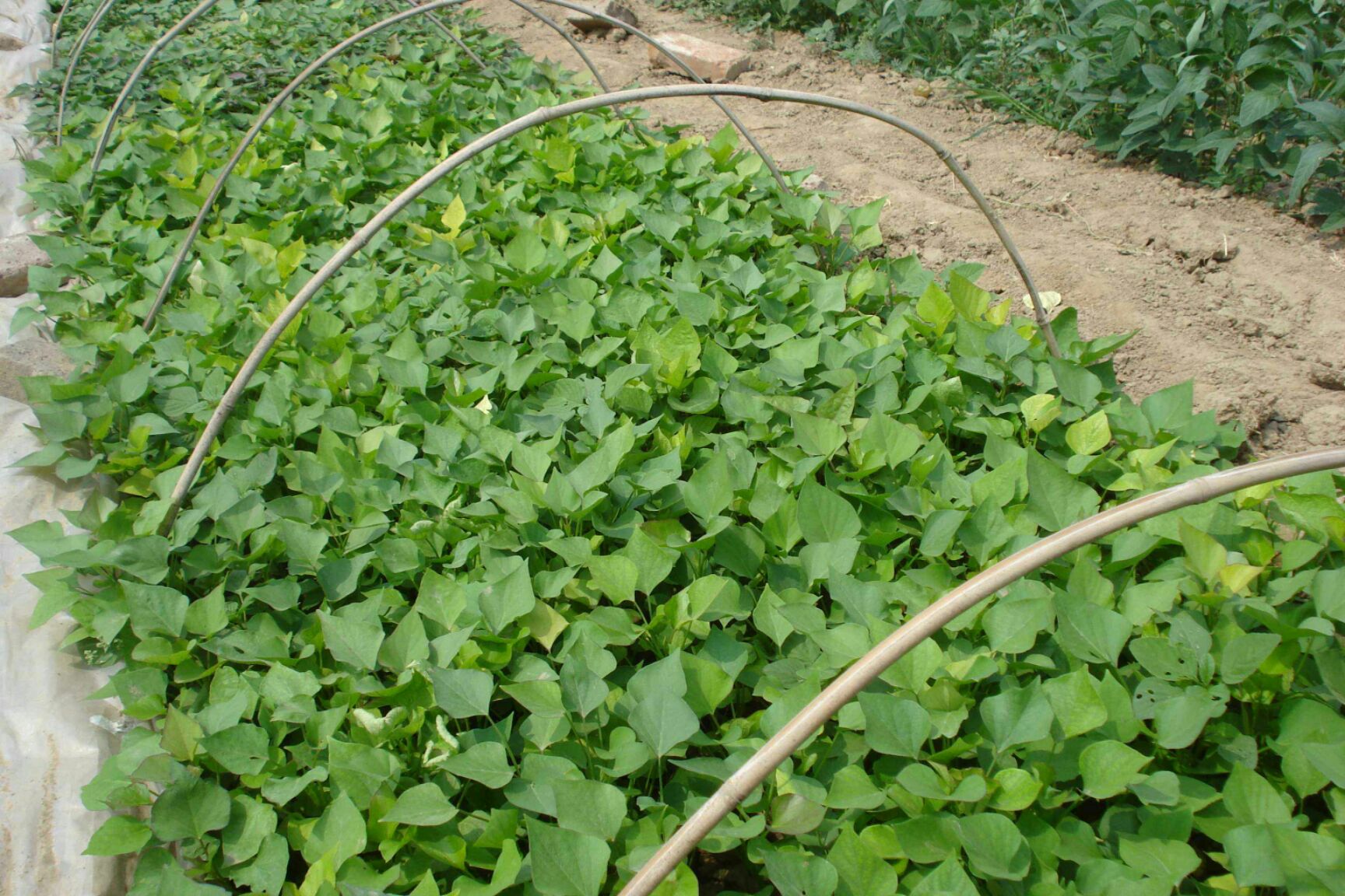 烟薯25号红薯苗 15~25cm