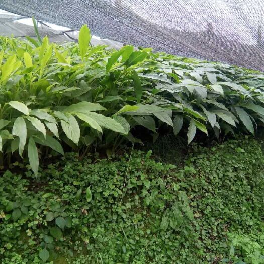 腾冲市草果苗 散本苗 0.5~1米 