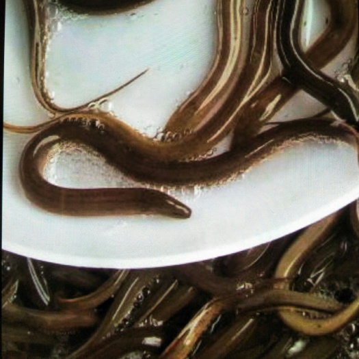 临沧黄鳝苗，各种规格黄鳝苗，量大可以免费送货，提供养殖技术。