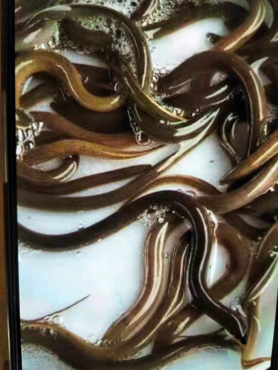 黄鳝苗  黄鳝苗，正大九号黄鳝苗，