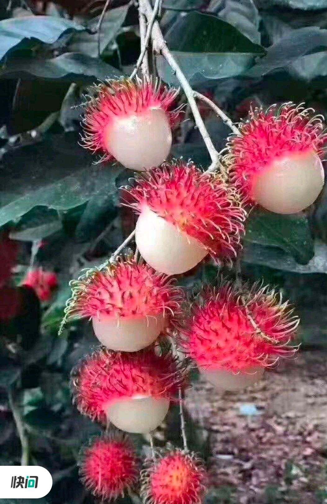 红毛丹树苗