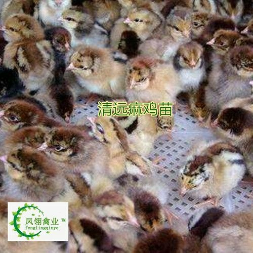 东兴市麻鸡苗 