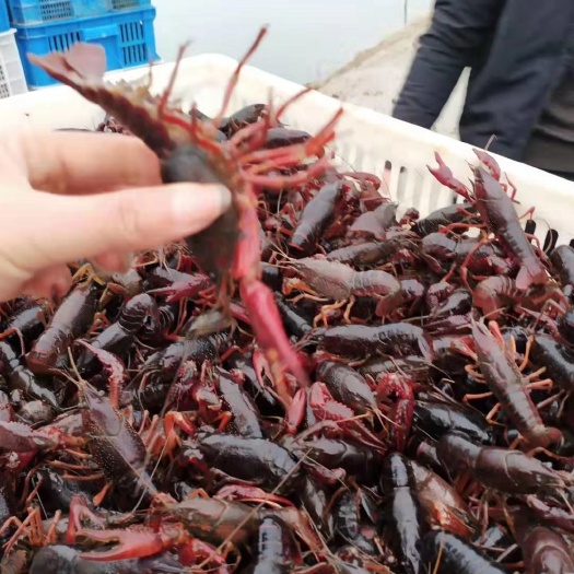 沭阳县清水小龙虾 4-6钱 人工养殖 