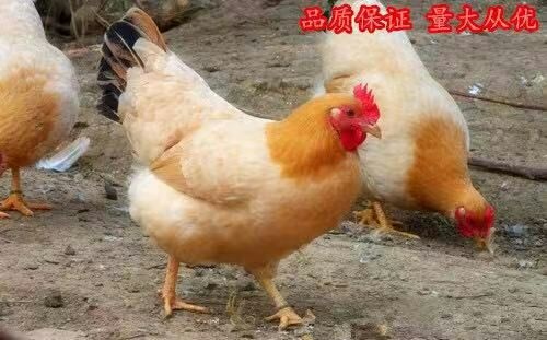 沭阳县三黄鸡苗 
