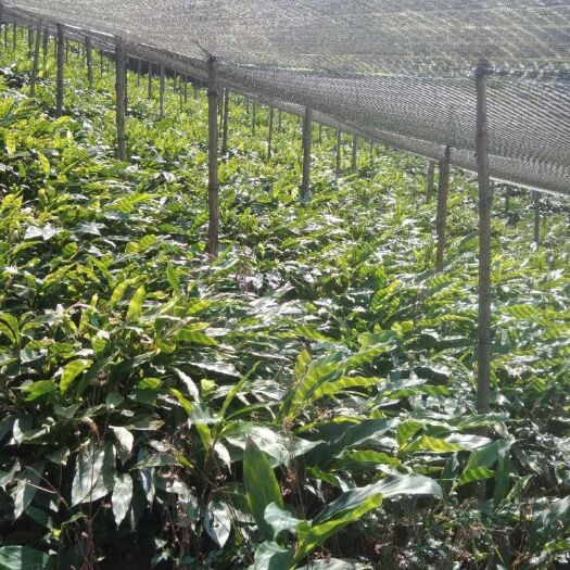 马关县草果苗 独本苗 0.5~1米