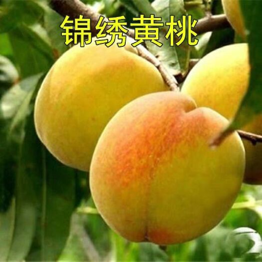 肥城市锦绣黄桃苗 0.5~1米 