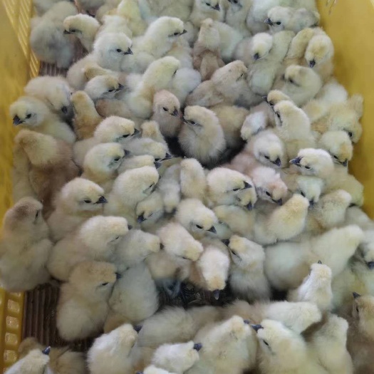 广州白凤乌鸡苗 