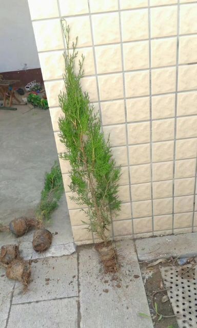 莒南县侧柏苗 