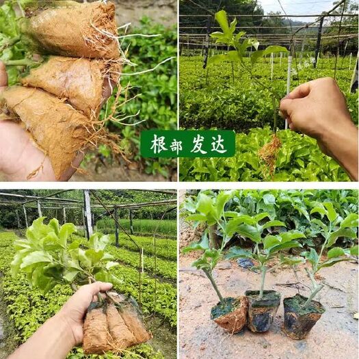 灵山县黄果苗 