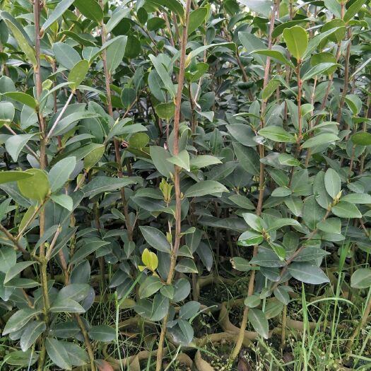 攸县油茶苗  四年大杯苗(12公分)