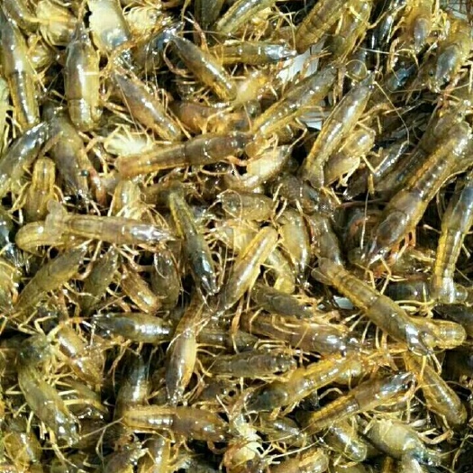 福安市 福建宁德精品小龙虾苗