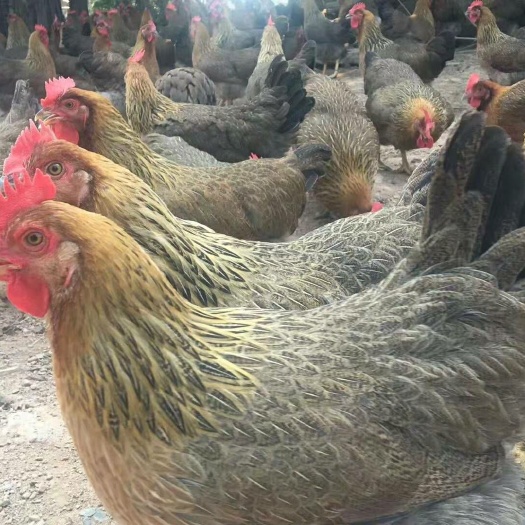 南宁血毛土鸡苗 母