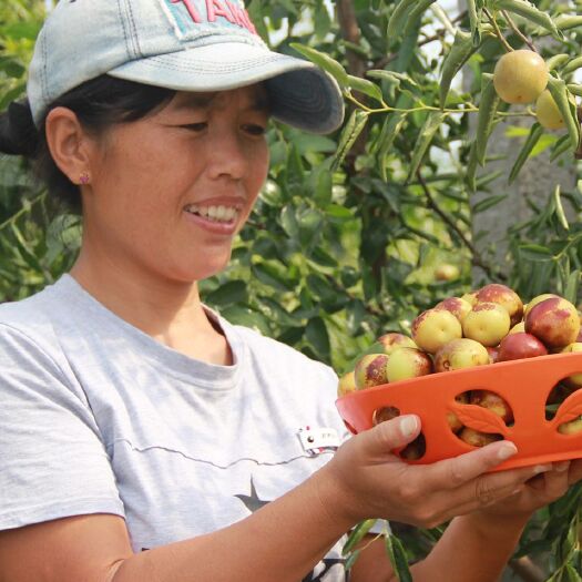 滨州冬枣树苗  沾化冬枣苗 源产基地苗圃直供现挖现发 保湿包装包售后技术服务