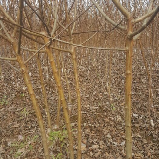 简阳市蜂糖李树苗 