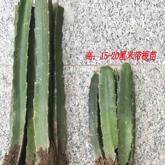 灵山县蜜龙火龙果苗