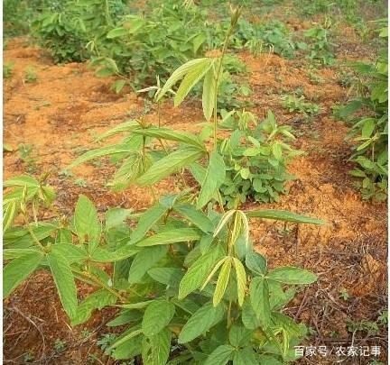 广南县中药材薄荷 鲜 