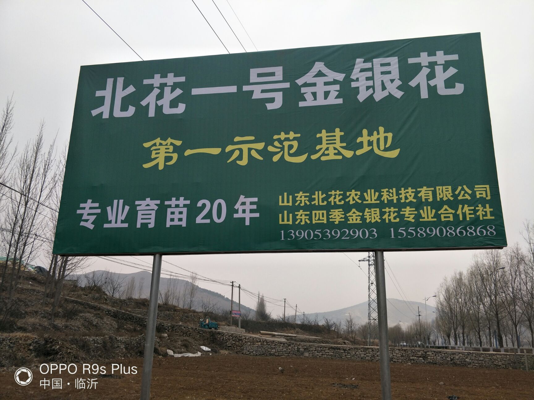 北花一号 30~40公分 