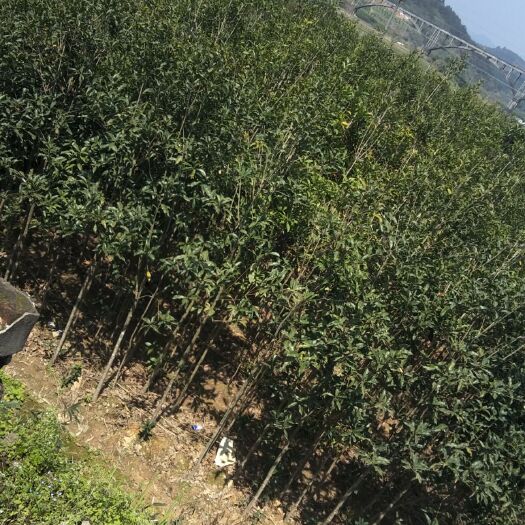 建瓯市普通桂花树 量大优惠