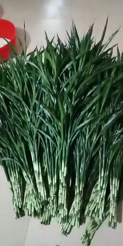 海口富贵竹 