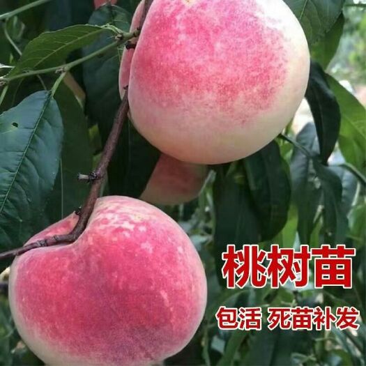 平邑县毛桃苗 0.5~1米 