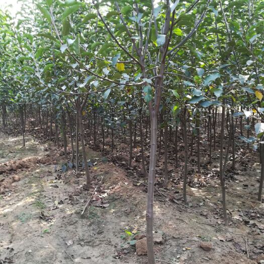 营口寒富苹果树苗 占地   建园  适合南北方栽植的树苗三公分左右