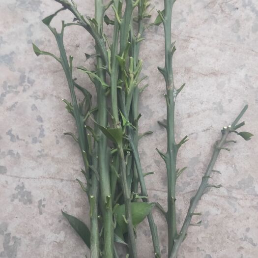 丹棱县大雅柑1号枝条 20~25cm