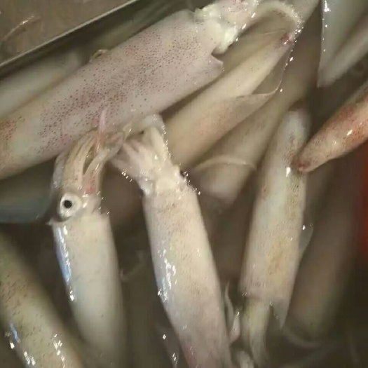 平罗县鱿鱼 