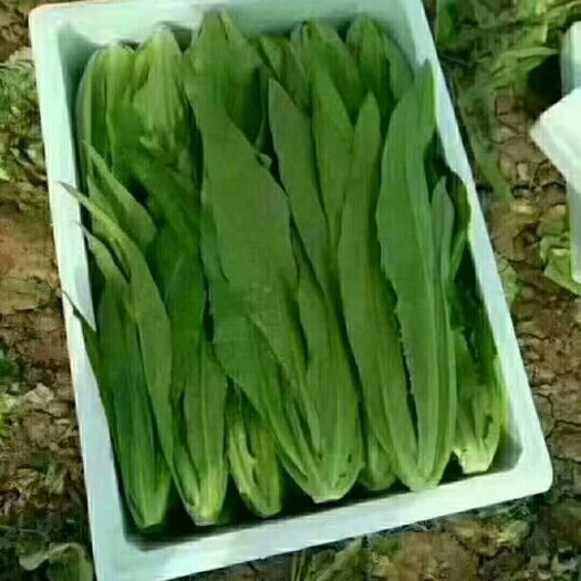 邯郸美冠油麦菜 叶菜类产地直供，诚招合作伙伴