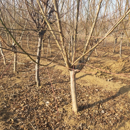 泰安山桃苗 1.5~2.0米 