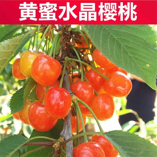 平邑县黄蜜樱桃苗 