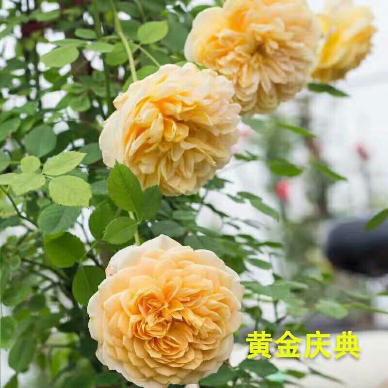  庭院植物 爬藤蔷薇 多花色任选 蔷薇花苗 爬藤植物 包成活
