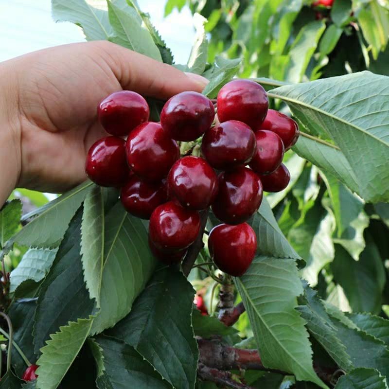 俄罗斯8号樱桃苗