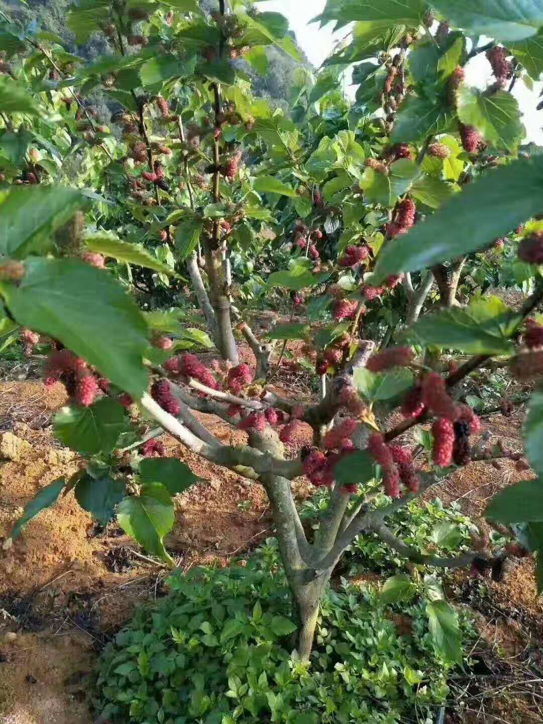  桑树苗十大无籽果桑树苗嫁接苗当年种当年结果