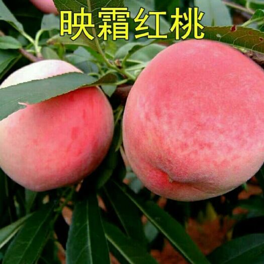 平邑县映霜红桃苗 0.5~1米 