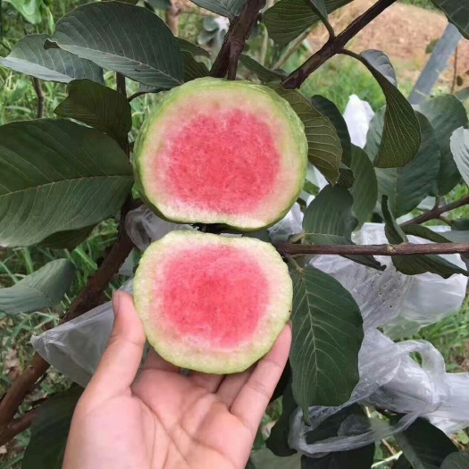 灵山县红宝石石榴苗  红宝石番石榴苗