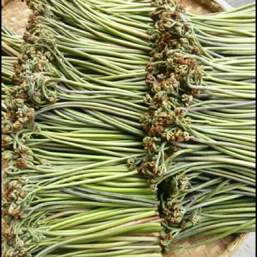 黔西市野生蕨菜 鲜货 
