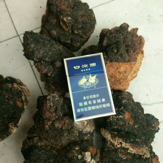 饶河县白桦茸  黑金大块头桦树茸