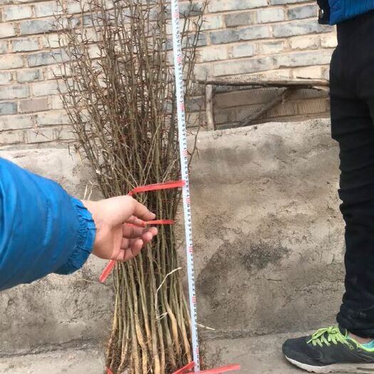 绛县皂角树 篱笆用 药用皂角苗圃直销 现挖现发