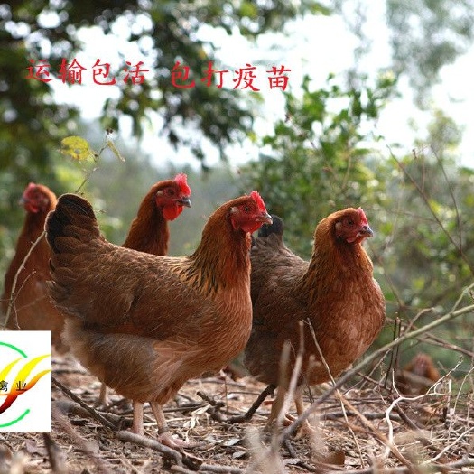 贵阳清远麻鸡苗 母