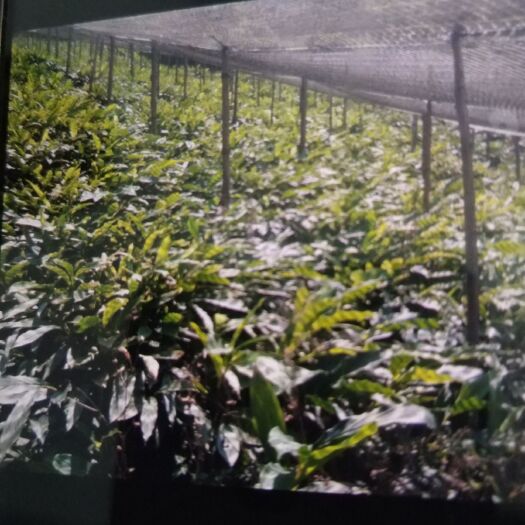 马关县草果苗 丛生苗 0.5~1米 