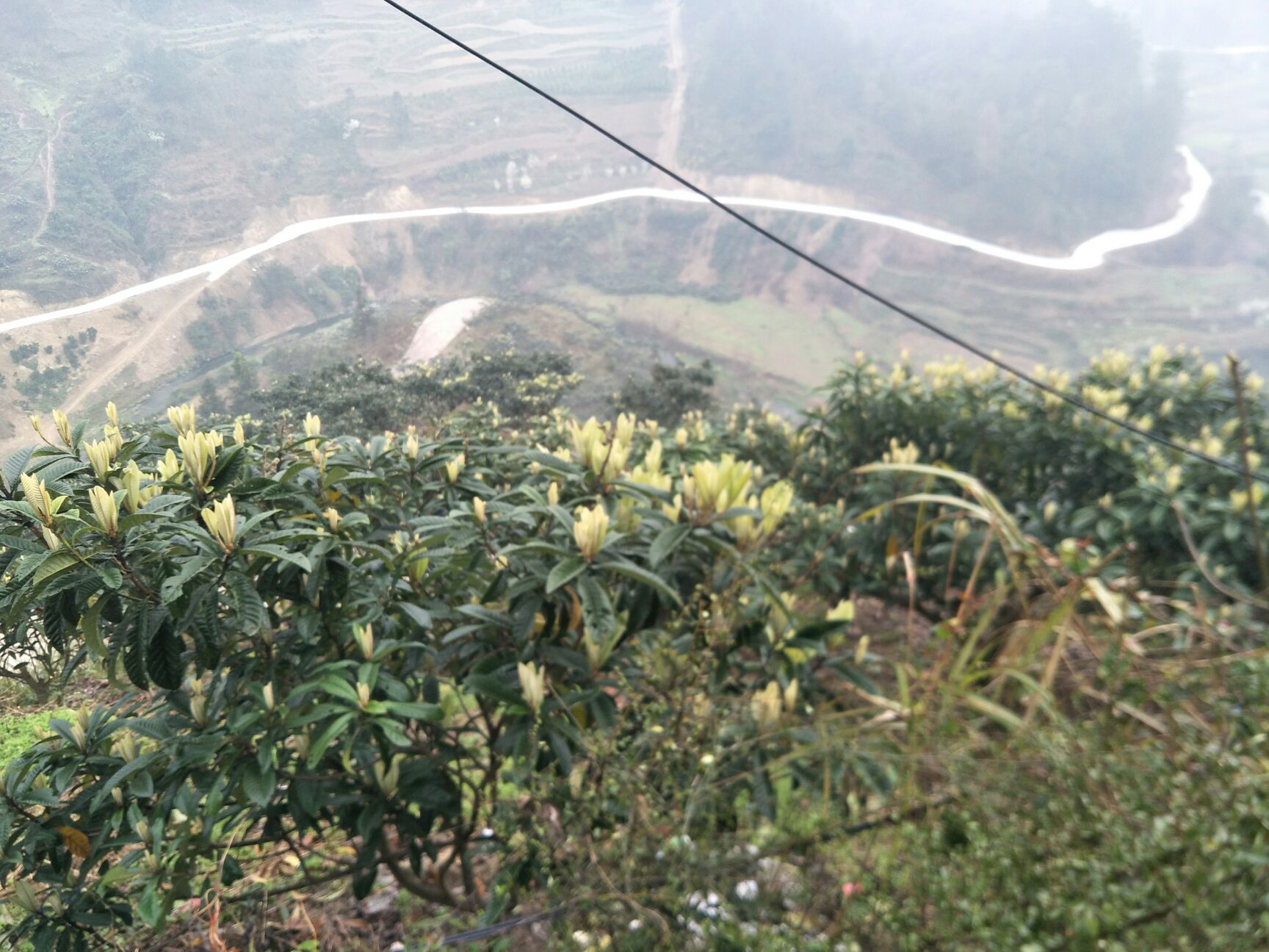 枇杷叶 湿 