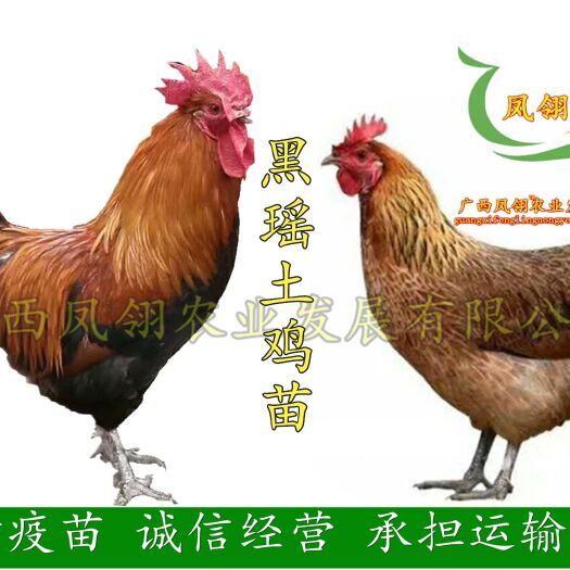 南宁 黑瑶土鸡苗