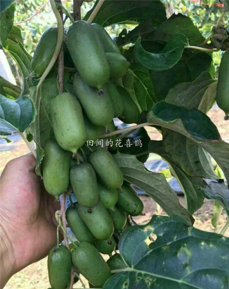 软枣猕猴桃苗 嫁接苗 