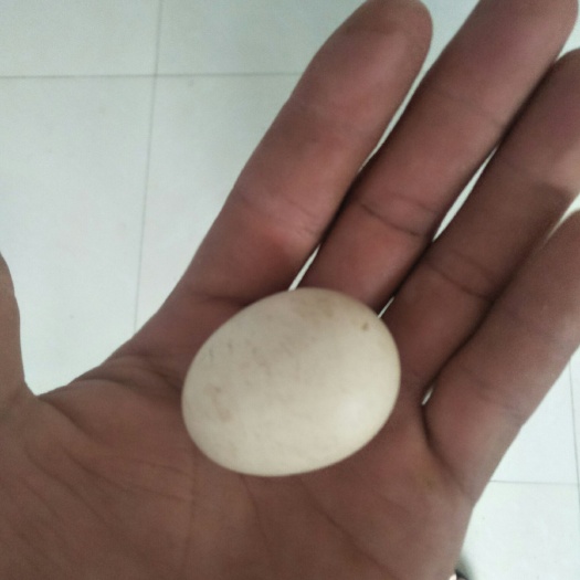 唐县土鸡蛋 食用 散装 