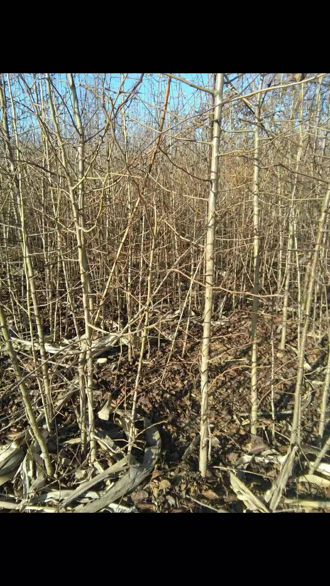 杜梨苗 1~1.5米 